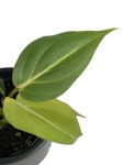 Philodendron gloriosum mix of forms - S