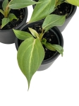 Philodendron gloriosum mix of forms - S