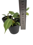 Philodendron gloriosum mix of forms - S