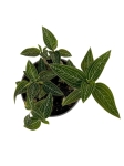 Ludisia discolor "Spiderman alba" - M