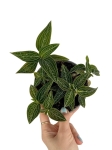 Ludisia discolor "Spiderman alba" - M
