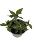 Ludisia discolor "Spiderman alba" - M