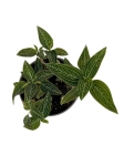 Ludisia discolor "Spiderman alba" - M