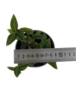 Ludisia discolor "Spiderman alba" - M