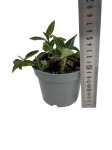 Ludisia discolor "Spiderman alba" - M