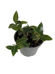 Ludisia discolor "Spiderman alba" - M