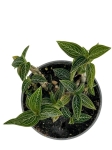 Ludisia discolor "Spiderman alba" - M