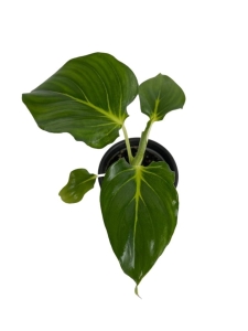 Homalomena wallisii 'Emerald Gem' - S