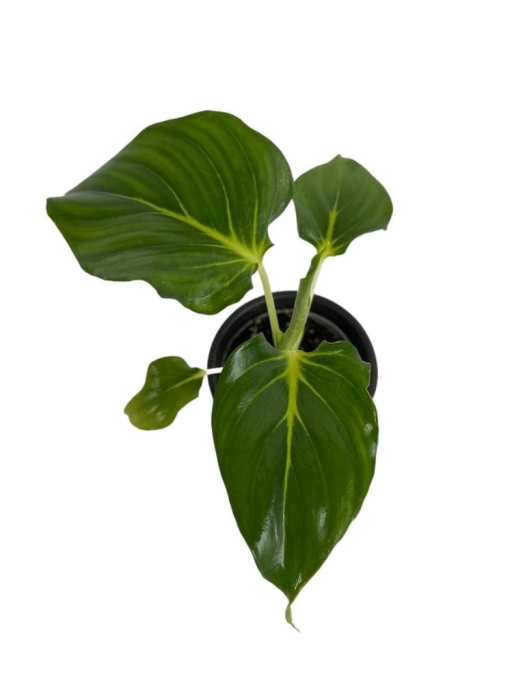 Homalomena wallisii 'Emerald Gem' - S