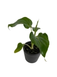 Homalomena wallisii 'Emerald Gem' - S