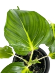 Homalomena wallisii 'Emerald Gem' - S