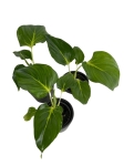 Homalomena wallisii 'Emerald Gem' - S