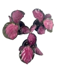 Calathea roseopicta Crimson - S