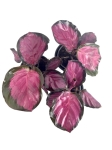 Calathea roseopicta Crimson - S