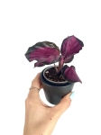 Calathea roseopicta Crimson - S