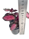Calathea roseopicta Crimson - S