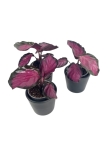 Calathea roseopicta Crimson - S