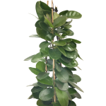 Hoya australis - dorosła forma