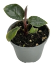Homalomena Purple Sword - S