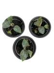 Homalomena Purple Sword - S