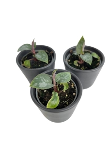 Homalomena Purple Sword
