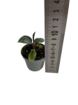 Homalomena Purple Sword - S