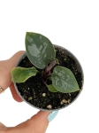 Homalomena Purple Sword - S