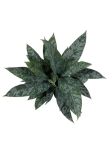 Homalomena Purple Sword - dorosła forma