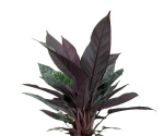 Homalomena Purple Sword - dorosła forma