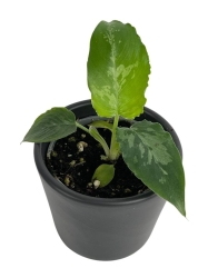 Schismatoglottis Scortechinii - S