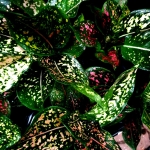 Aglaonema Army Pink