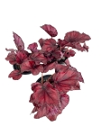 Begonia Red Bull - S