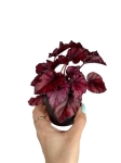 Begonia Red Bull - S