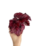 Begonia Red Bull - S