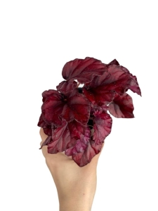Begonia Red Bull - S