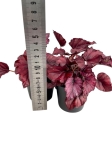 Begonia Red Bull - S