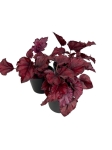 Begonia Red Bull - S