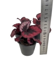 Begonia Red Kiss - S