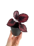 Begonia Red Kiss - S