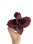 Begonia Red Kiss - S