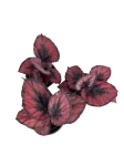 Begonia Red Kiss - S