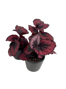 Begonia Red Kiss - S