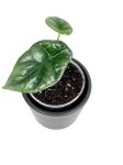 Alocasia sinuata - S