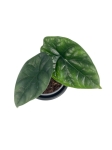 Alocasia sinuata - S