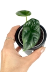 Alocasia sinuata - S