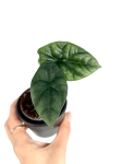 Alocasia sinuata - S