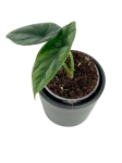Alocasia sinuata - S