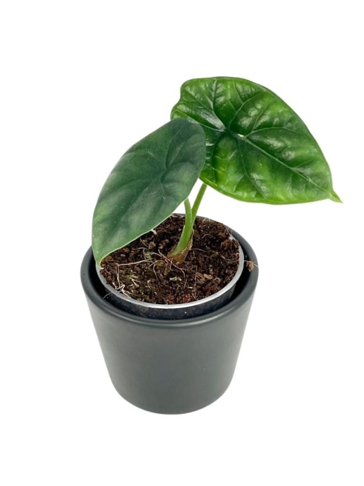 Alocasia sinuata - S