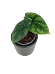 Alocasia sinuata - S