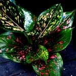 Aglaonema Army Pink - M